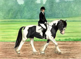 Gypsy Vanner, Equine Art - Tommie Dressage